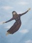Free Flight